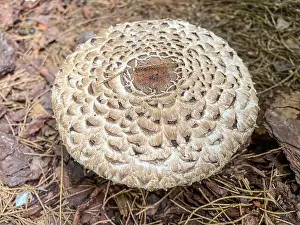 Parasol Prints: Parasol mushroom (Macrolepiota procera) is a basidiomycete fungus with a large
