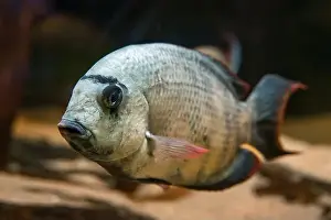 Tropical Fish Prints: Paretroplus menarambo fish