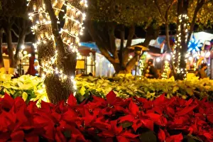 City Park Prints: A Park with christmas lights and flowers at night in Queretaro Mexico
