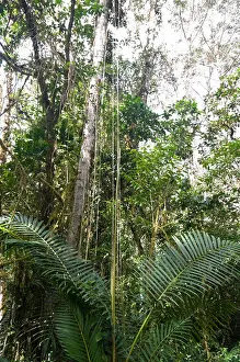 Parque Nacional la Amistad Panama