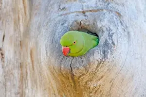 Immature Prints: Parrot in the nest hole. Green parrot sitting on tree trunk with nest hole