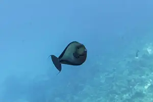 Underwater Photography Prints: Parrotfish in the coral reef of Maldives island