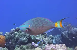 Parrotfish Prints: Parrotfish, Deep Sea Exploration 2025