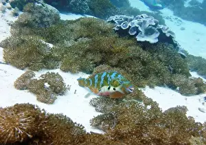Parrotfish Prints: Parrotfish, Deep Sea Exploration 2025