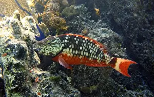 Parrotfish Prints: Parrotfish, Deep Sea Exploration 2025