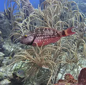 Parrotfish Prints: Parrotfish, Deep Sea Exploration 2025