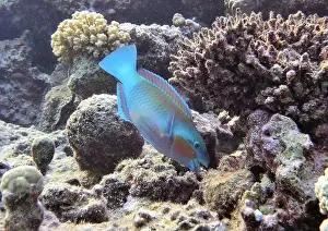 Parrotfish Prints: Parrotfish, Deep Sea Exploration 2025