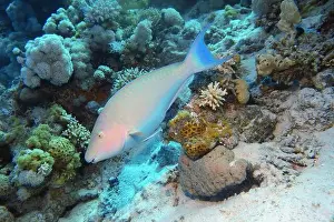 Parrotfish Prints: Parrotfish, Deep Sea Exploration 2025