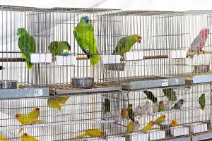 Parrots for sale at pet shop