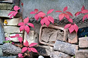 Adobe Prints: Parthenocissus quinquefolia, known as Virginia creeper