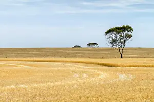 Western Australia Prints: Partially harvested wheat paddock with trees western australia