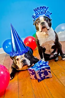 Gifts Prints: Party dogs with hats and balloons