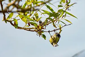 European City Prints: (Parus major) is a small sedentary bird of the Paridae family