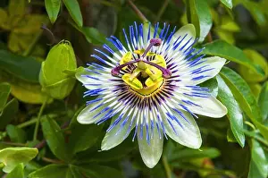 Passiflora caerulea, the blue passionflower