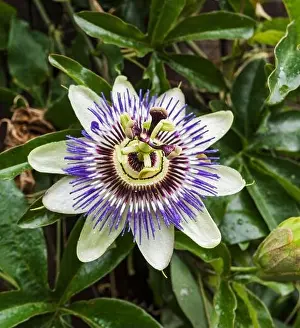 The Passiflora caerulea or Bluecrown passionflower is native to South America but seen here blooming in the UK