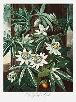 Passion Flower Prints: The Passiflora Cerulea. Antique Victorian Flower painting