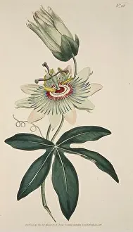 Passion Flower Prints: Passiflora Coerulea (Common Passion Flower)