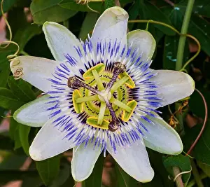 Perfume Prints: Passiflora L. is a genus of plants of the Passifloraceae family which includes over 570 species of perennial