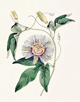 Detailed Illustrations Prints: Passion Flower: Digital vintage-style painting of a flower on textured watercolor paper background