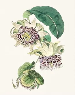 Detailed Illustrations Prints: Passion Flower: Digital vintage-style painting of a flower on textured watercolor paper background