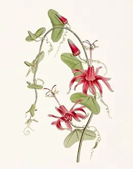Detailed Illustrations Prints: Passion Flower: Digital vintage-style painting of a flower on textured watercolor paper background