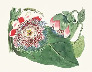 Detailed Illustrations Prints: Passion Flower: Digital vintage-style painting of a flower on textured watercolor paper background