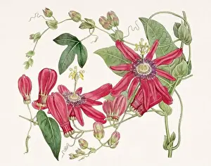 Passion Flower: Digital vintage-style painting of a flower on textured watercolor paper background