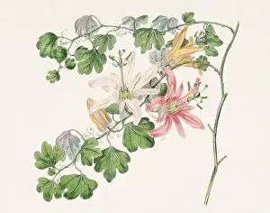 Detailed Illustrations Prints: Passion Flower: Digital vintage-style painting of a flower on textured watercolor paper background
