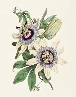 Detailed Illustrations Prints: Passion Flower: Digital vintage-style painting of a flower on textured watercolor paper background