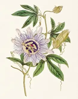 Detailed Illustrations Prints: Passion Flower: Digital vintage-style painting of a flower on textured watercolor paper background
