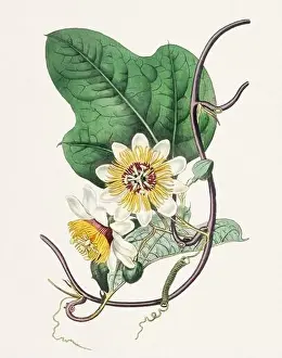 Detailed Illustrations Prints: Passion Flower: Digital vintage-style painting of a flower on textured watercolor paper background