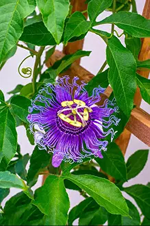 Passion Flower Prints: Passion Flower (Passiflora incarnata)