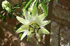 Passion Flower Prints: Passionsblume, Passiflora, caerulea ist eine Kletter- und Heilpflanze mit schoenen blauen Blueten
