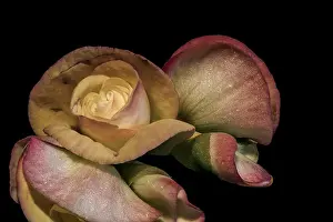 Optimism Prints: pastel color begonia blossoms, black background