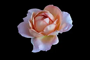 Pastel color fine art still life bright floral macro flower image of a single isolated orange pink yellow rose blossom