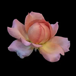 Pastel color fine art still life bright floral macro flower image of a single isolated orange pink yellow rose blossom