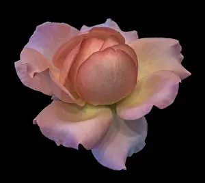 Isolated On Black Prints: Pastel color fine art still life bright floral macro flower image of a single isolated orange pink yellow rose blossom