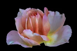 Pastel color fine art still life bright floral macro flower image of a single isolated pink yellow orange white rose