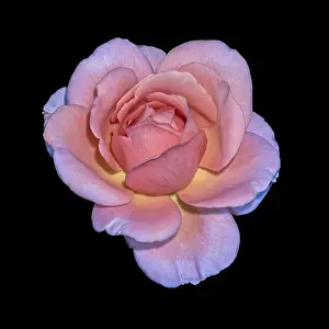 Pastel color fine art still life bright floral macro flower image of a single isolated pink yellow violet wide open