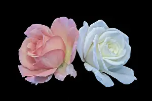 Familiar Prints: Pastel color fine art still life bright floral macro of a p