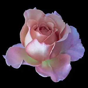 Pastel color fine art still life floral macro of a single isolated pink yellow rose blossom