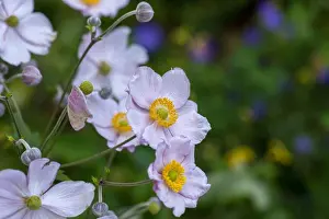 Depth Of Field Prints: Pastel color outdoor floral image of a blooming autumn anemone blossom with buds taken on a sunny summer day with