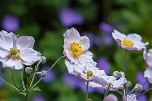 Autumn Anemone Prints: Pastel color outdoor floral impressionistic image of a blooming bright pink autumn anemone blossom with buds taken on a
