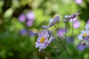 Pastel color outdoor floral impressionistic image of a blooming pink autumn anemone blossom