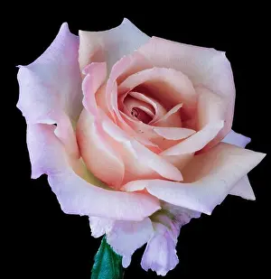 Garden Magazine Prints: Pastel colored still life floral macro flower portrait of a single isolated pink orange flowering blooming rose blossom