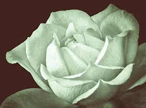 Pastel green monochrome vintage fine art still life floral macro flower image of a single isolated green rose blossom