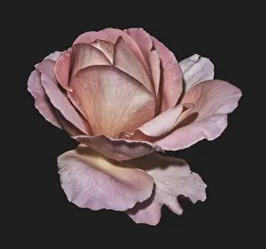 Pastel muted warm colored fine art still life floral macro flower image of a single isolated pink violet brown rose
