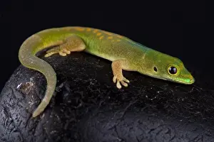 Day Active Prints: Pasteur's day gecko (Phelsuma pasteuri)