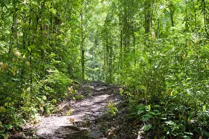 Amazon Rainforest Prints: Path through Amazon Rainforest, Brazil, South America