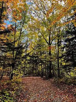 Quebec Canada Prints: Path in the forest at fall - colorful trees and leaves - Yamaska Park